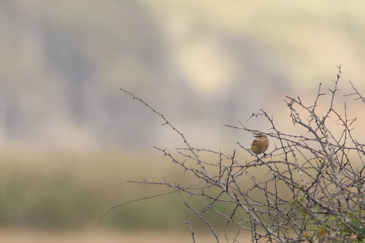 Tarier des prés - ML646986540