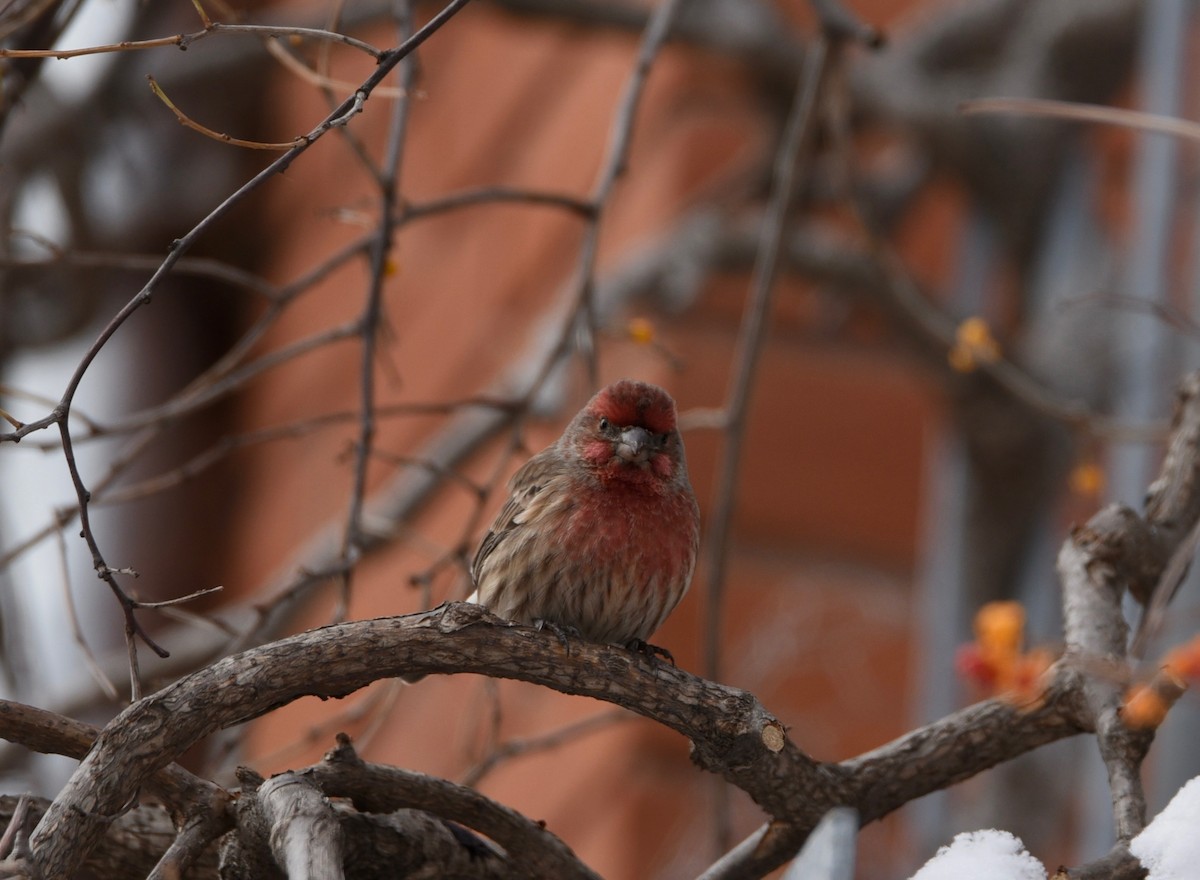 メキシコマシコ - ML646986541