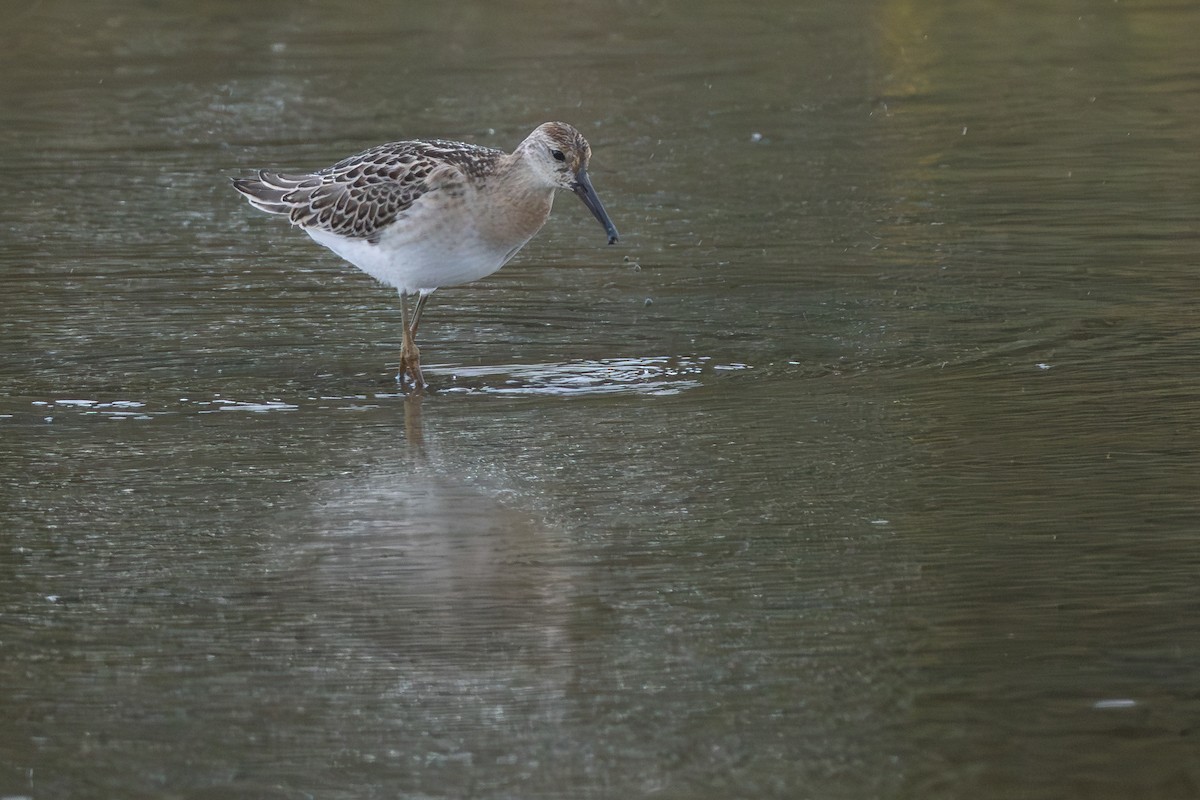 Combattant varié - ML646986542