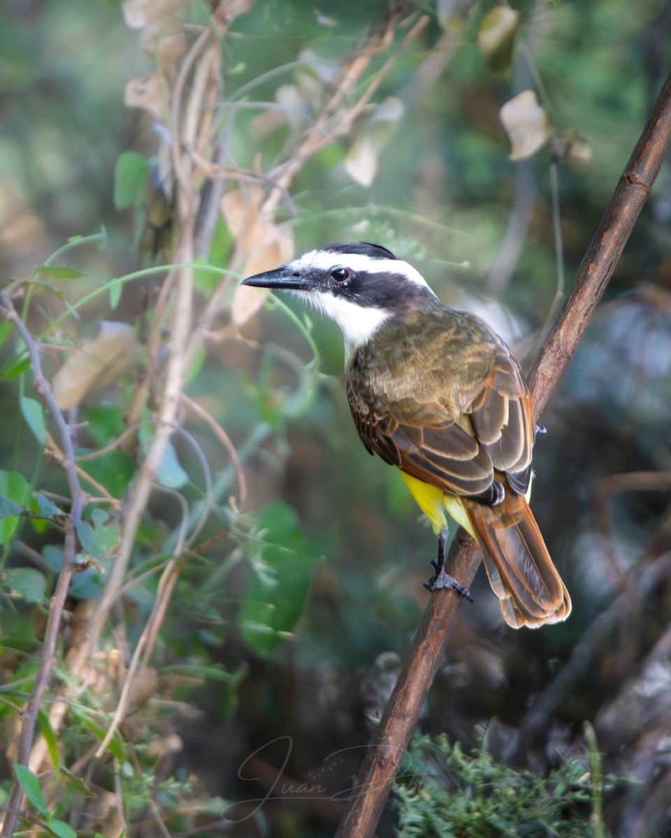 Great Kiskadee - ML646986544
