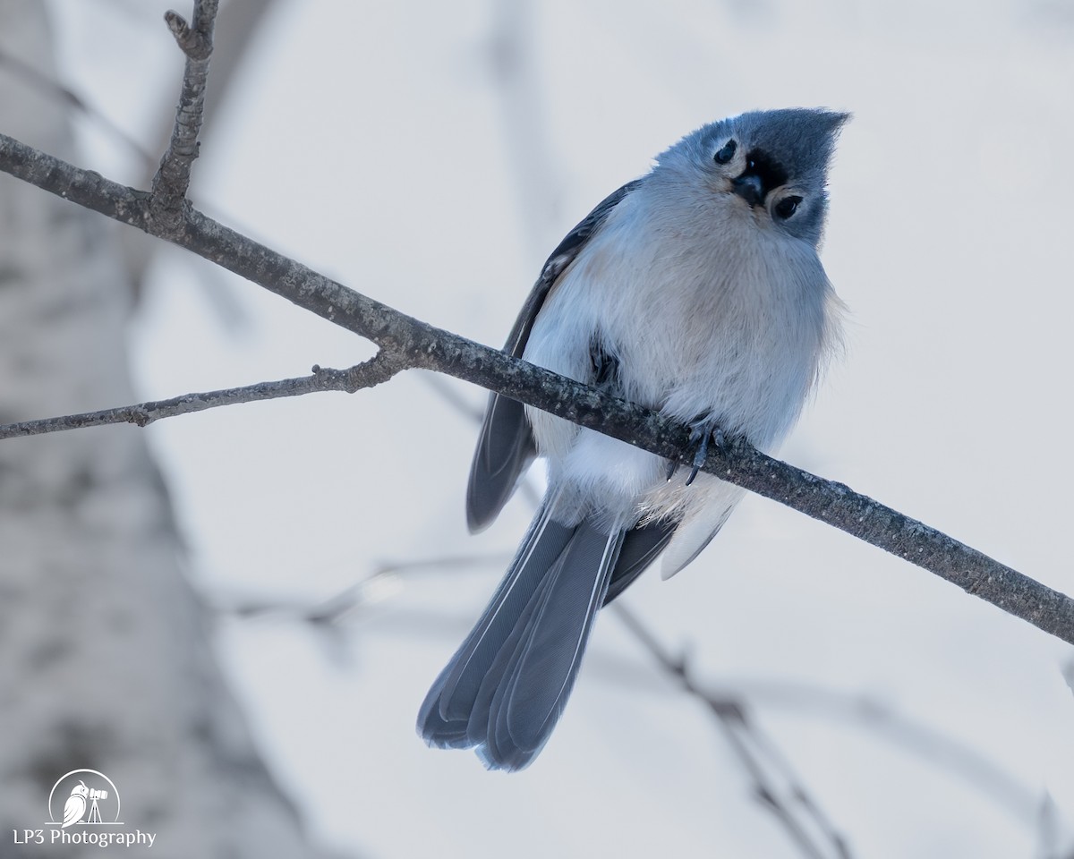 Tufted Titmouse - ML646986545