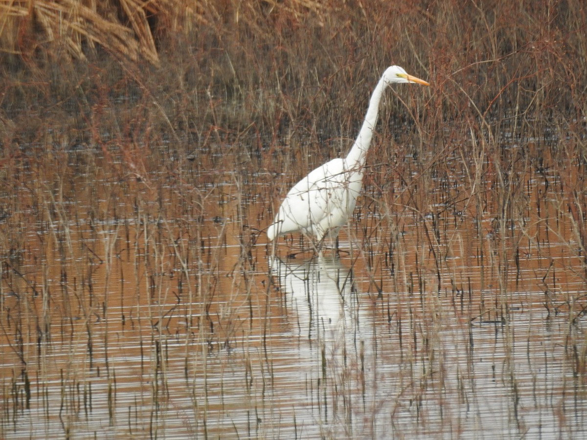 Great Egret - ML646986546