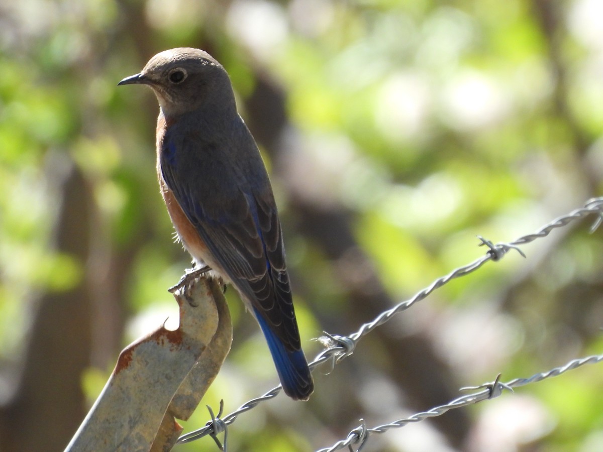 salašník západní - ML646986547