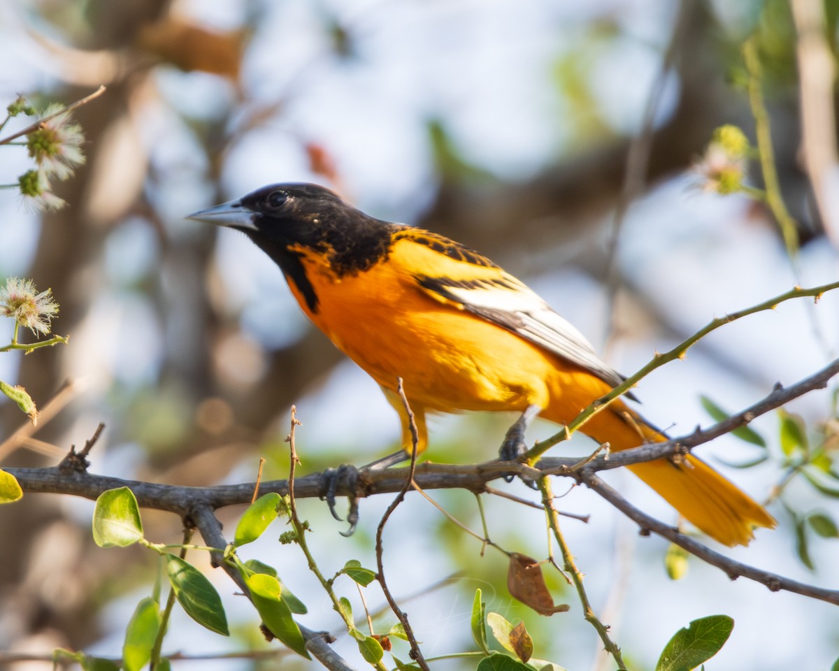 Baltimore Oriole - ML646986550