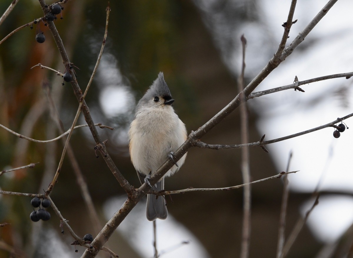 エボシガラ - ML646986554