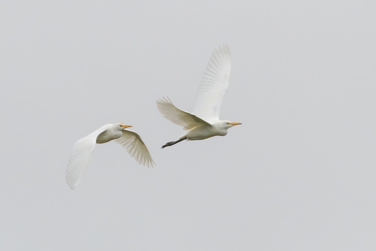 Héron garde-boeufs - ML646986556