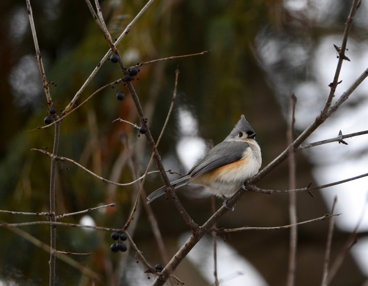 エボシガラ - ML646986557