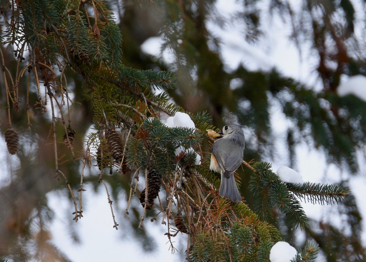 エボシガラ - ML646986559