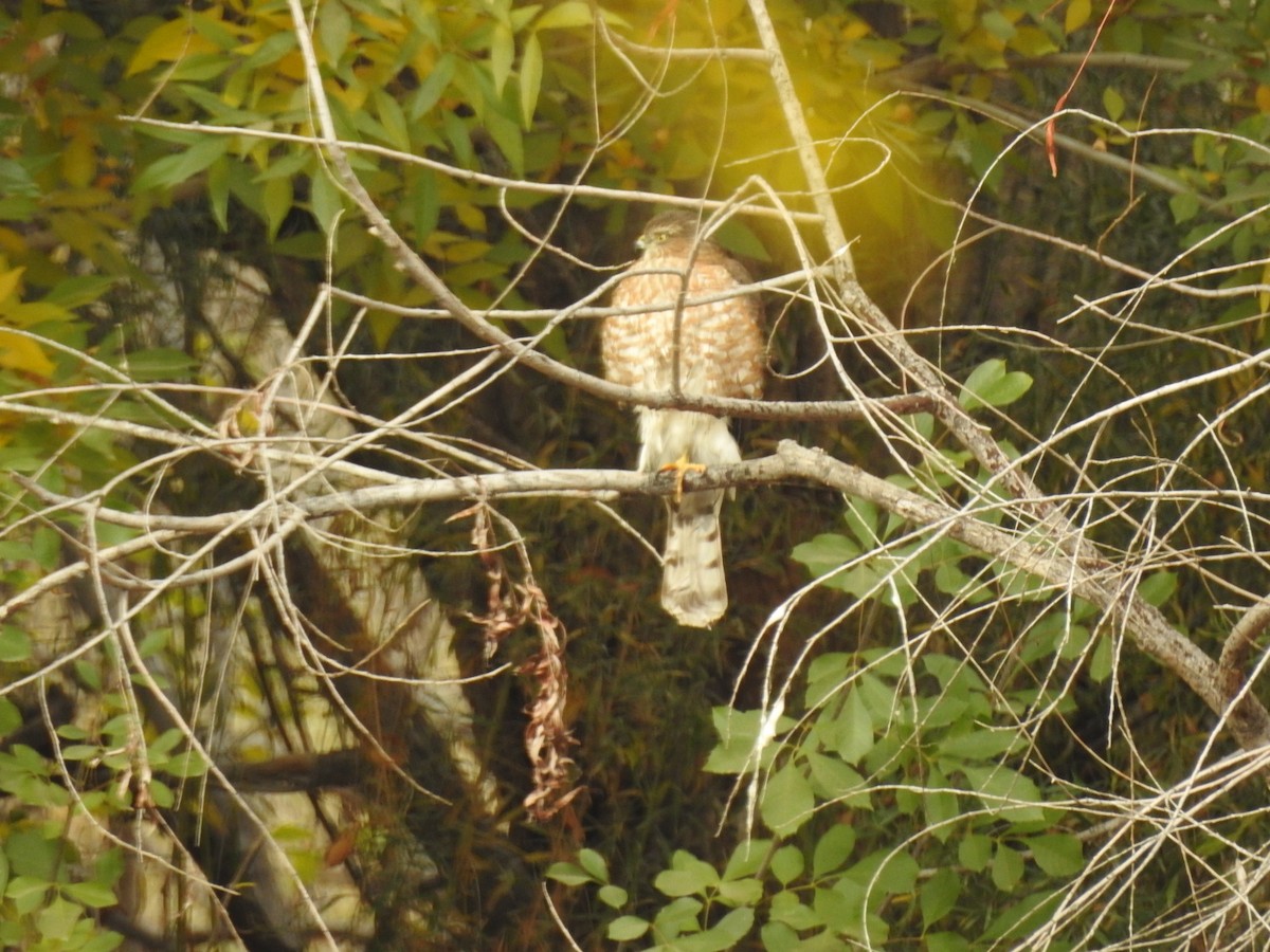 Sharp-shinned Hawk - ML646986564