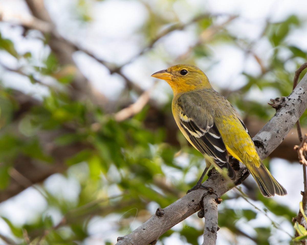 Western Tanager - ML646986566