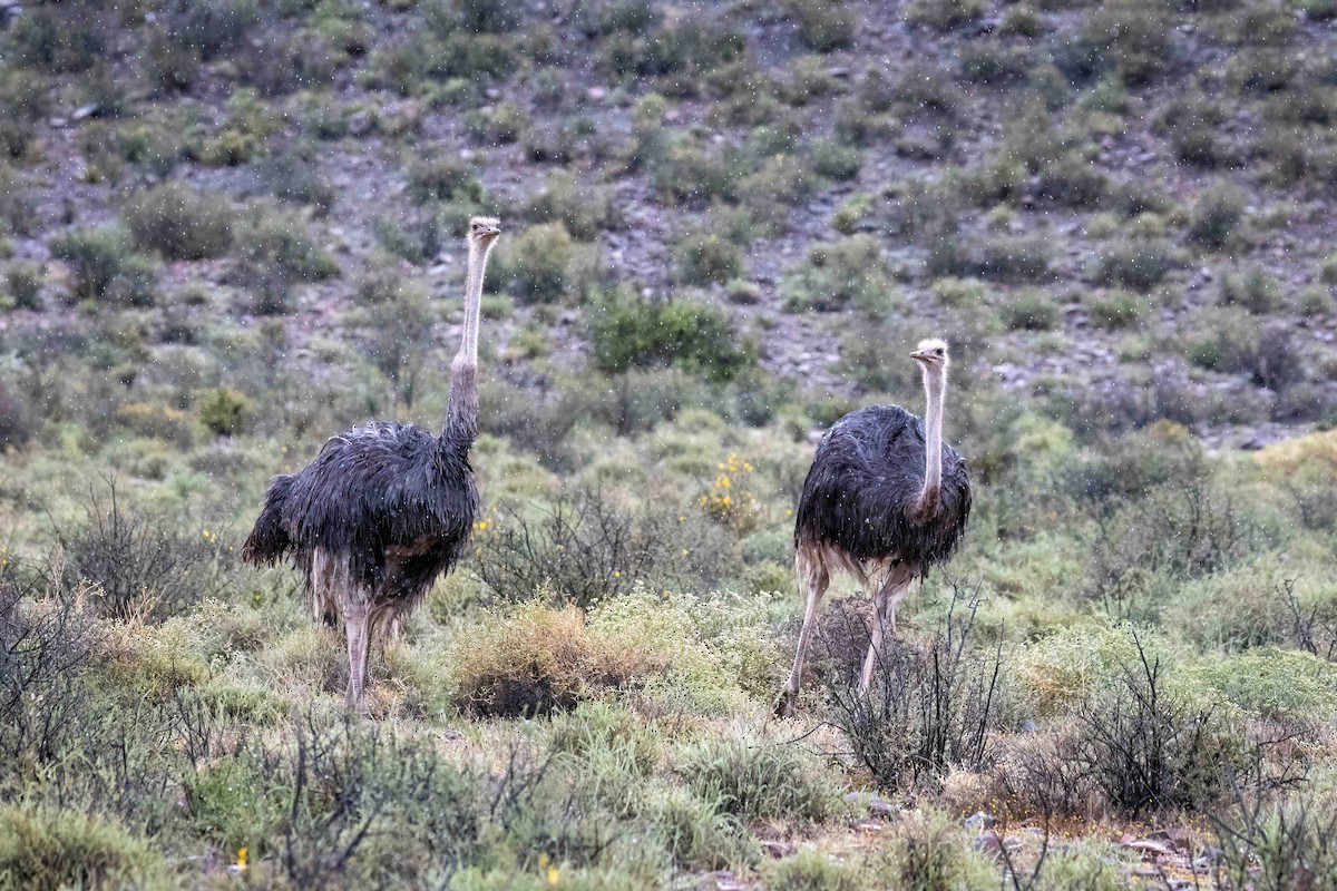 Common Ostrich - ML646986573