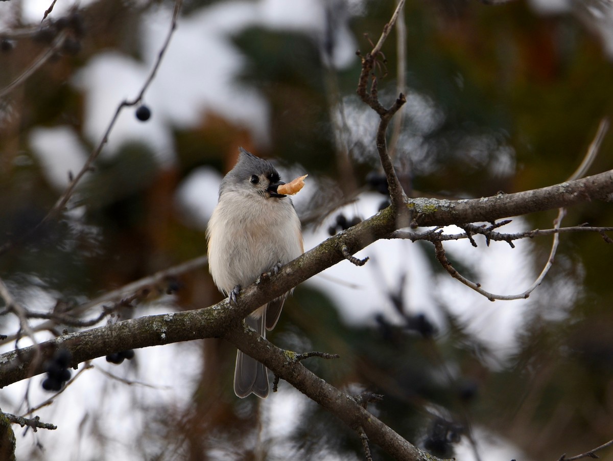 エボシガラ - ML646986574