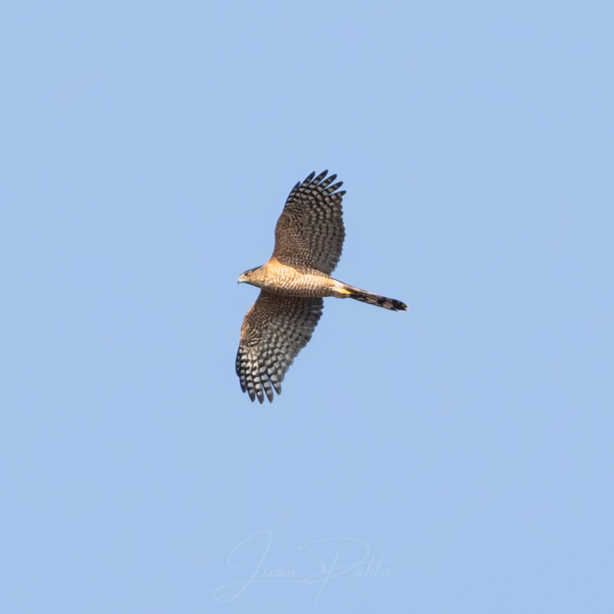 Cooper's Hawk - ML646986576