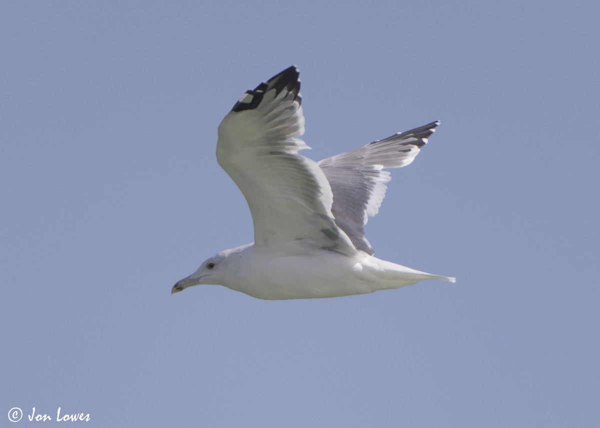 Kaio iluna (heuglini) - ML646986578