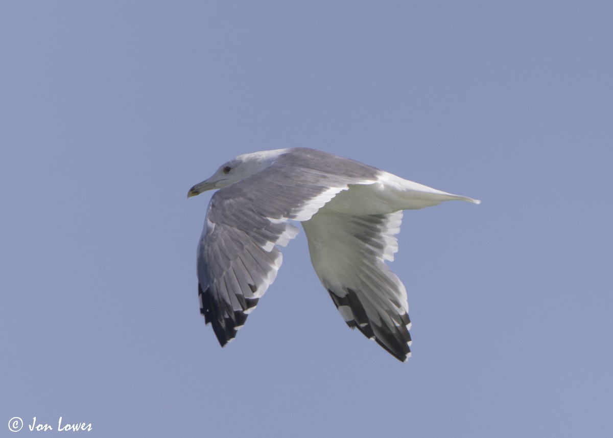 Kaio iluna (heuglini) - ML646986579