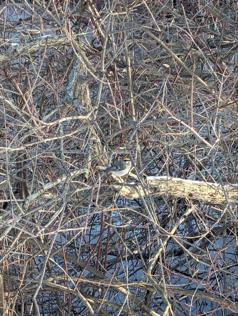 Golden-crowned Kinglet - ML646986582