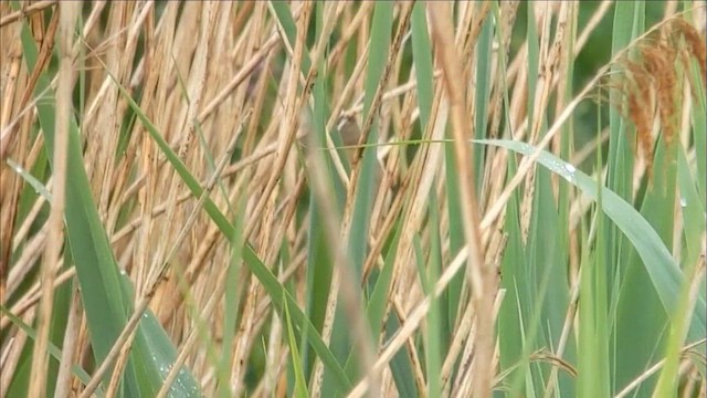 Çalı Kamışçını - ML646986583