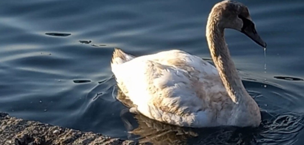 Cisne Vulgar - ML646986585