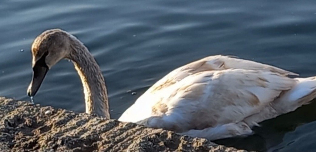 Cisne Vulgar - ML646986586