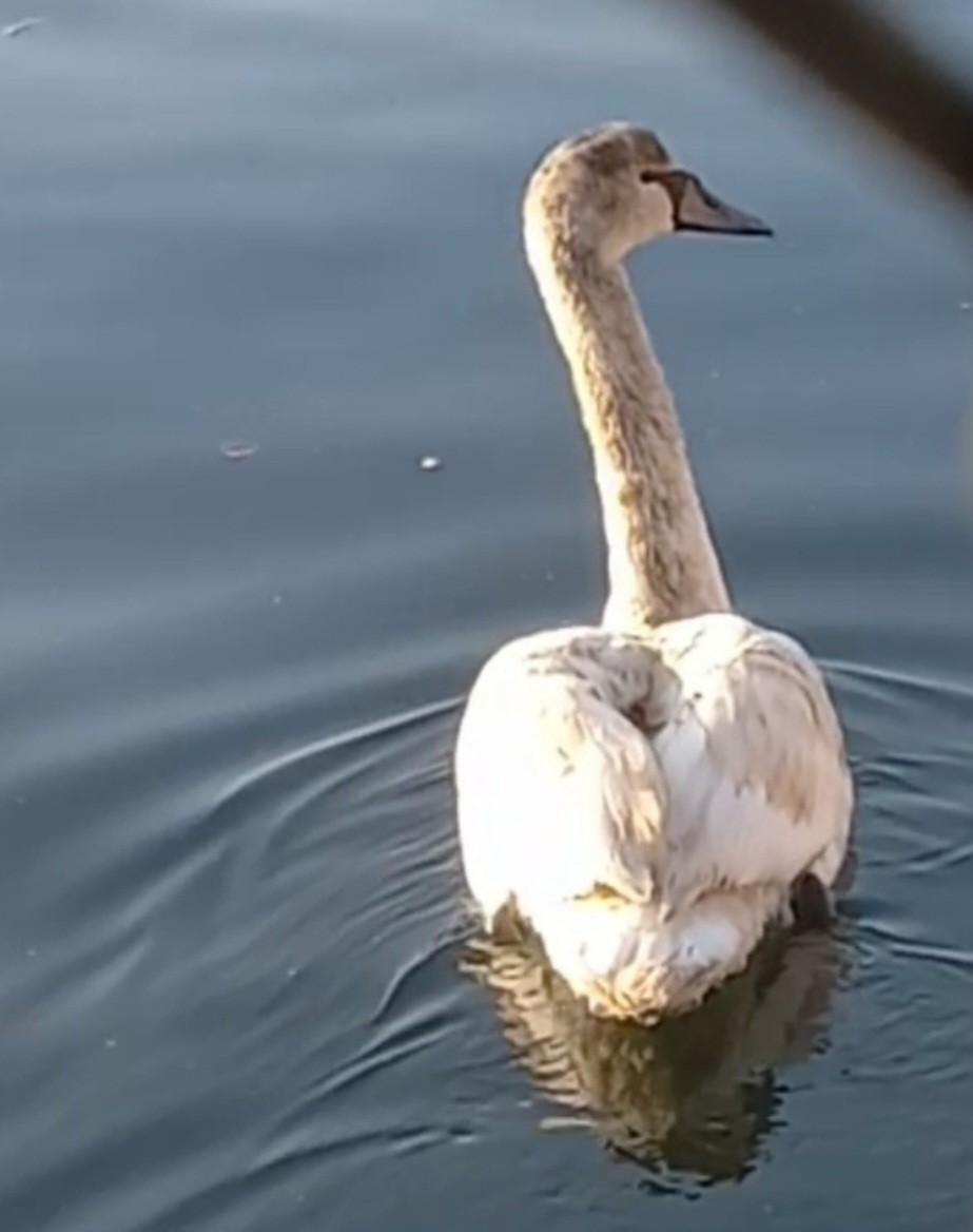 Cisne Vulgar - ML646986587