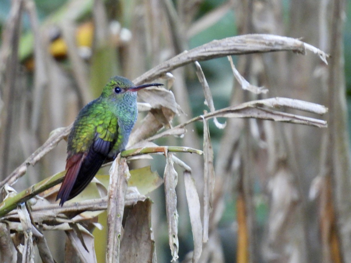 Rufous-tailed Hummingbird - ML646986588