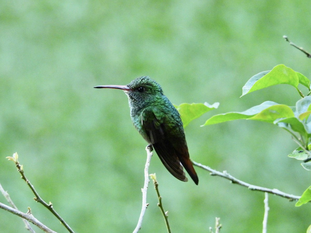 Rufous-tailed Hummingbird - ML646986589