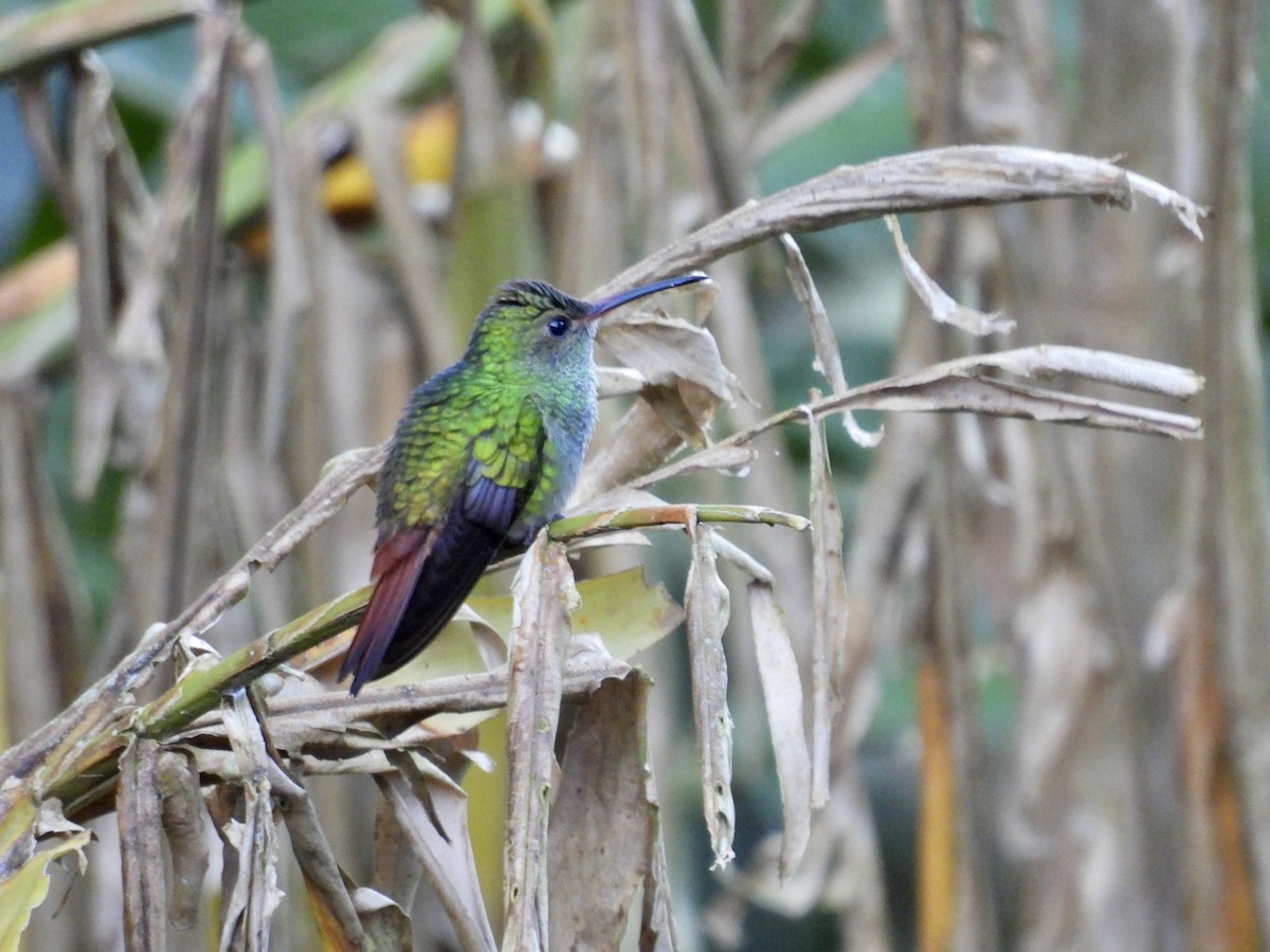 Rufous-tailed Hummingbird - ML646986590