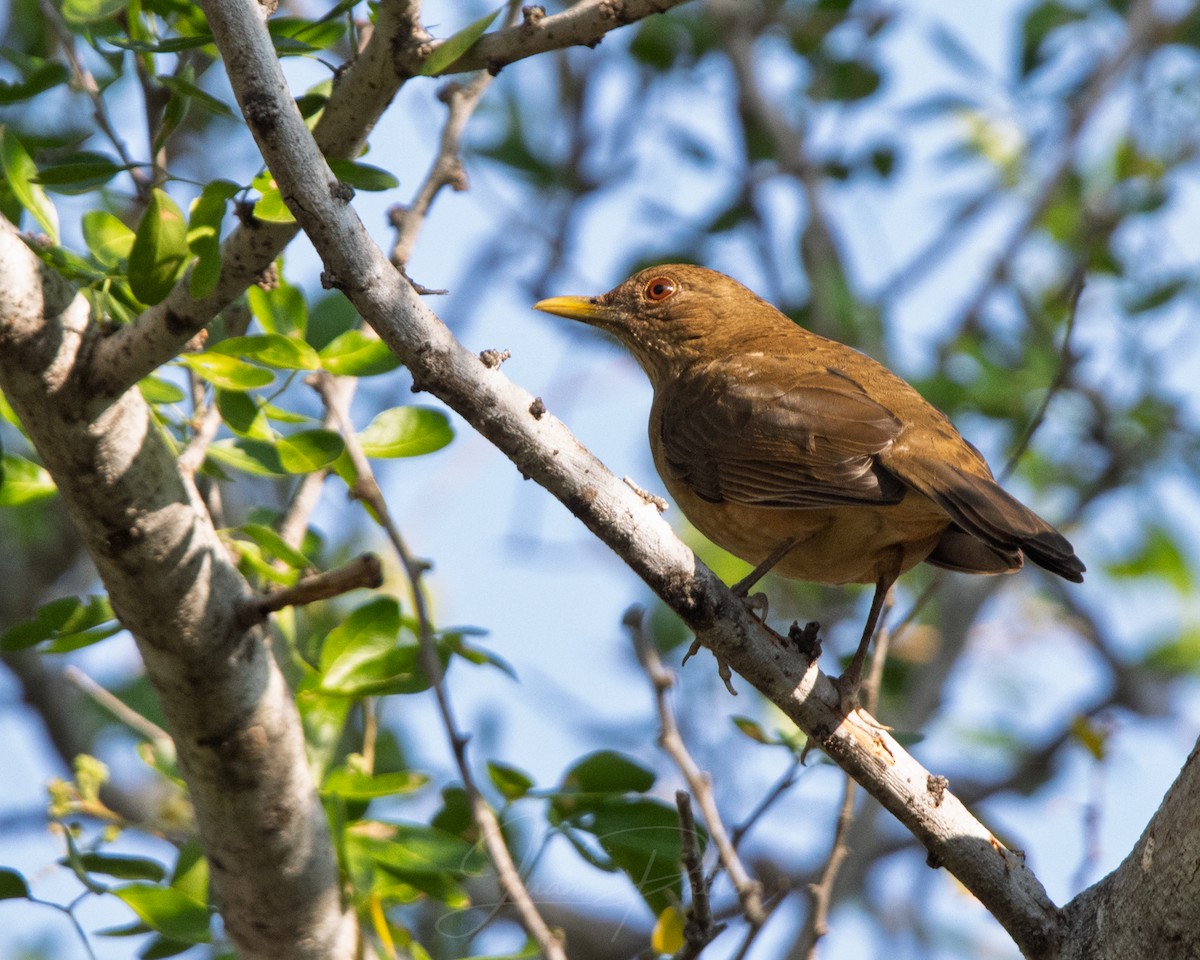 Clay-colored Thrush - ML646986591