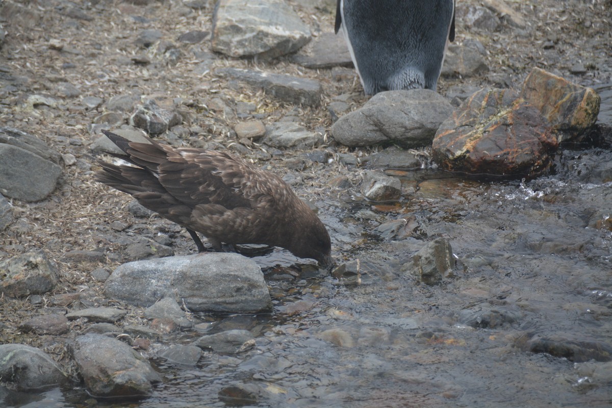 Brown Skua - ML646986595