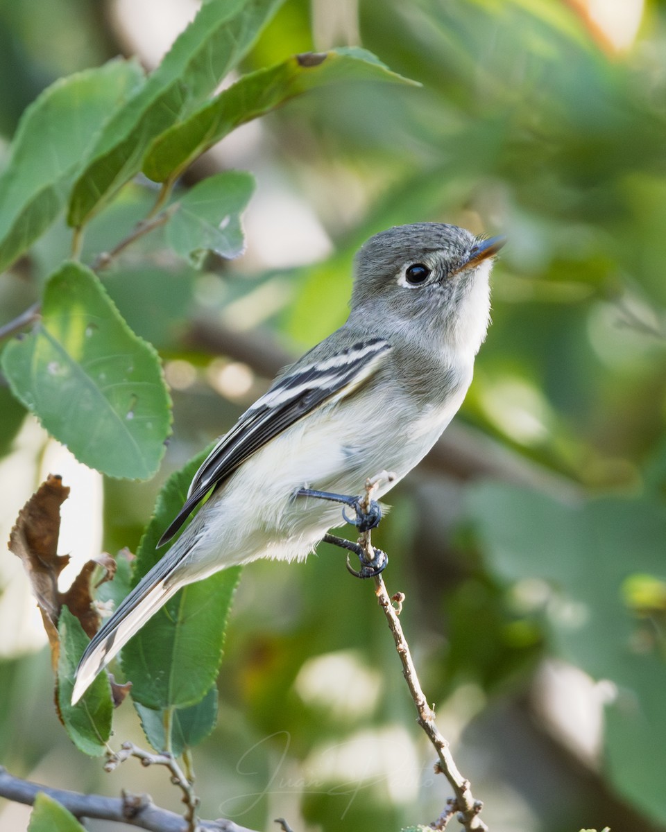 Least Flycatcher - ML646986596