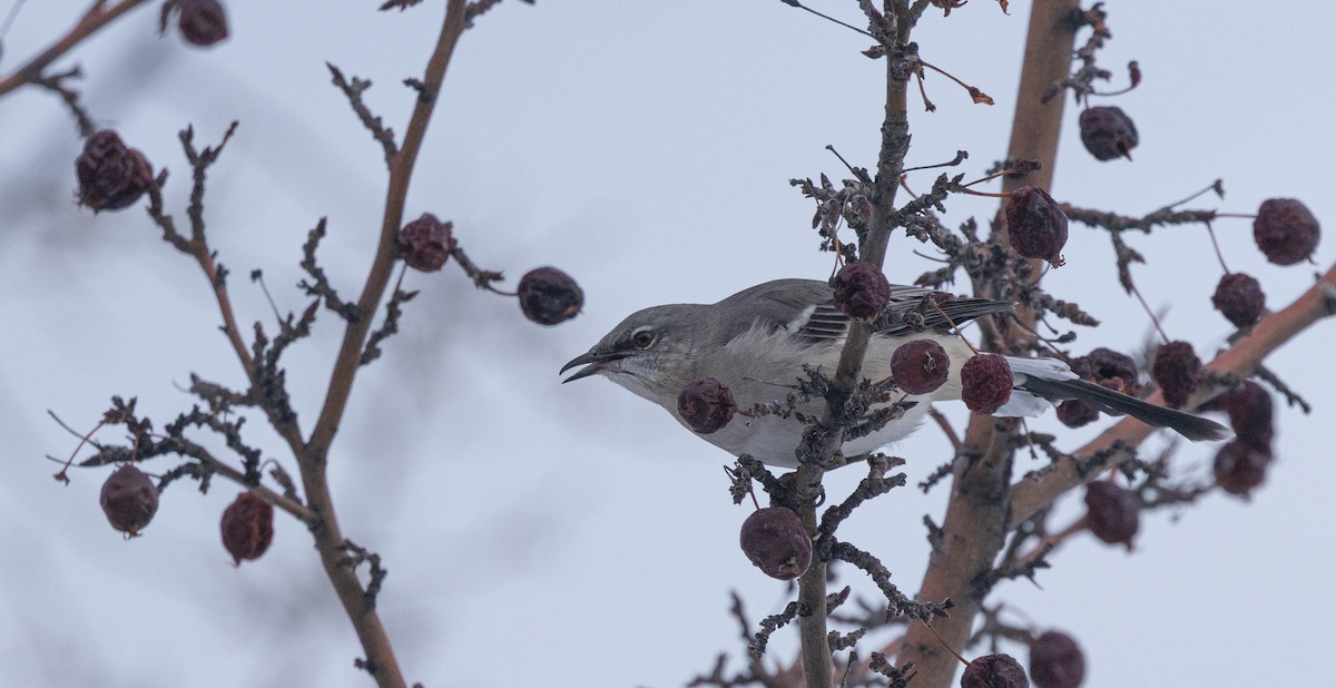 drozdec mnohohlasý - ML646986597