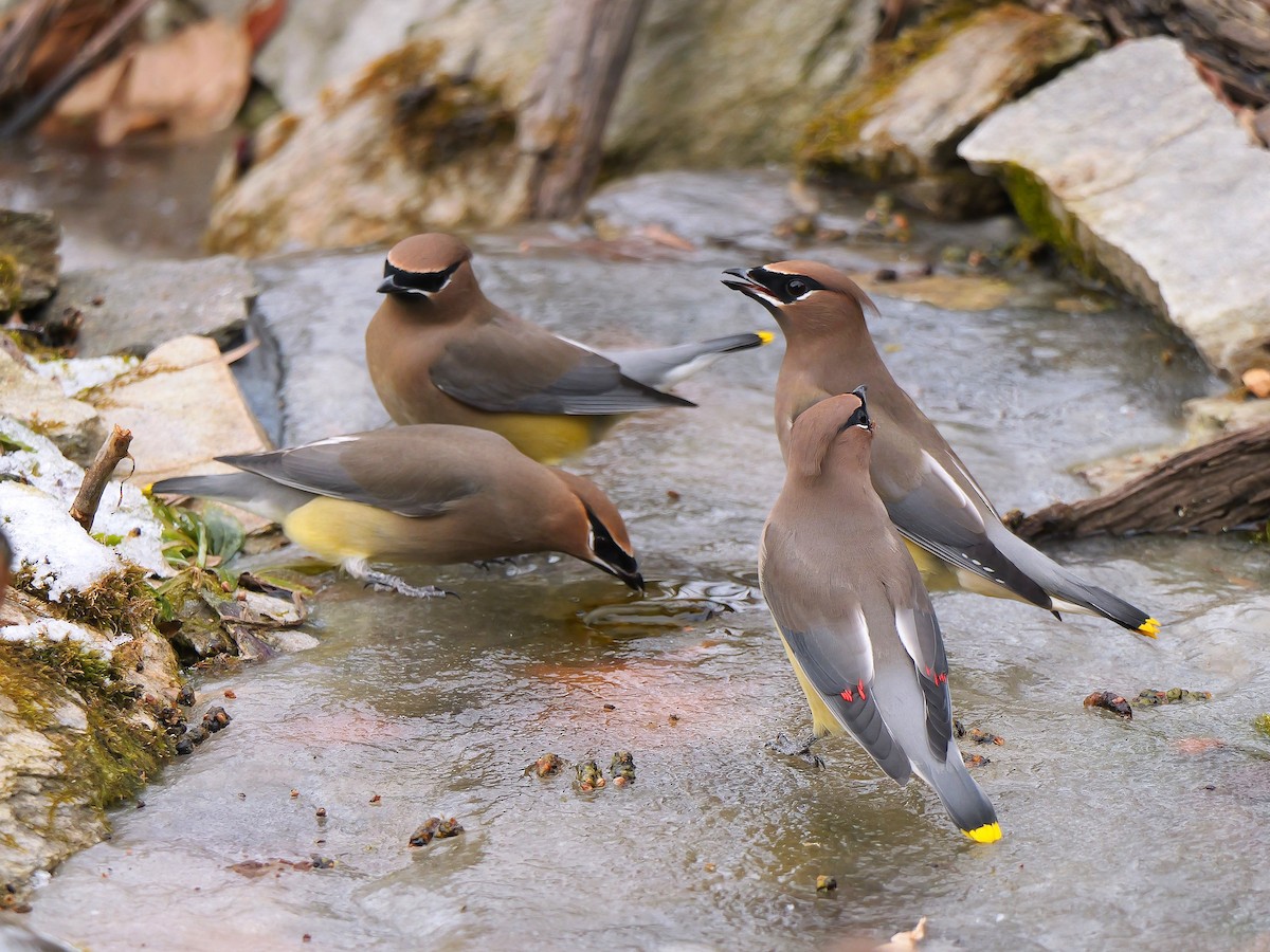 ヒメレンジャク - ML646986599