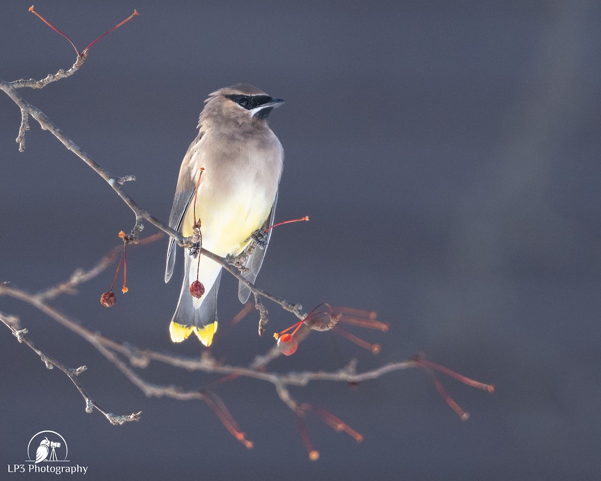 Cedar Waxwing - ML646986600