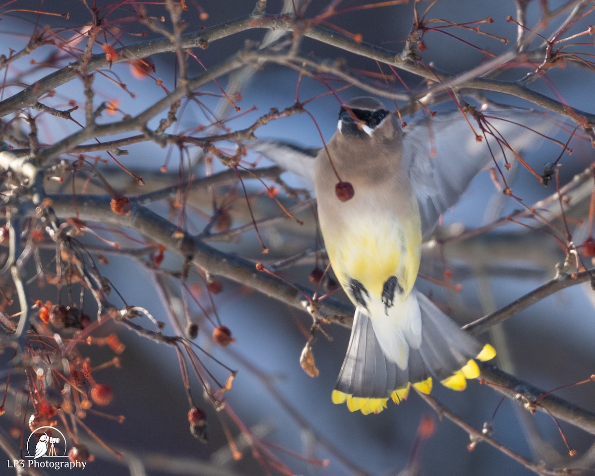 Cedar Waxwing - ML646986601