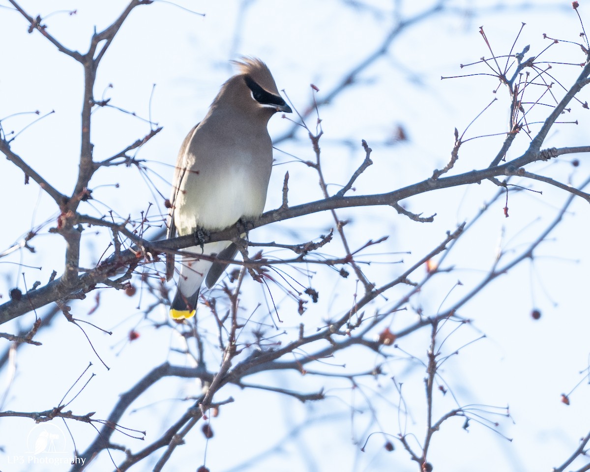 Cedar Waxwing - ML646986602