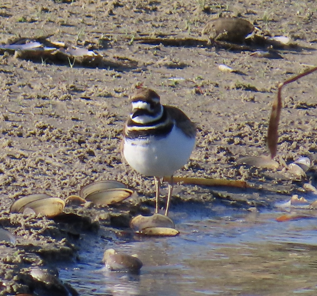 Killdeer - ML646986603