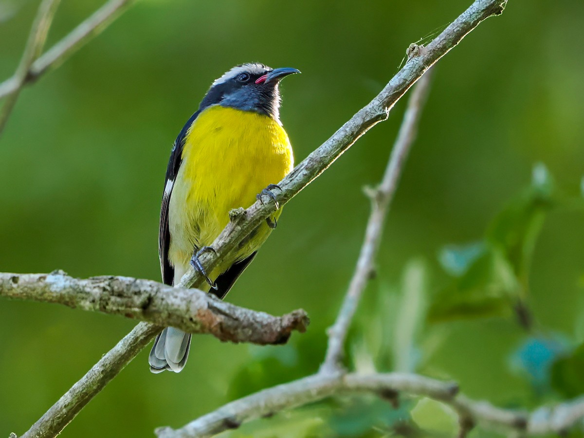 Sucrier à ventre jaune - ML646986605