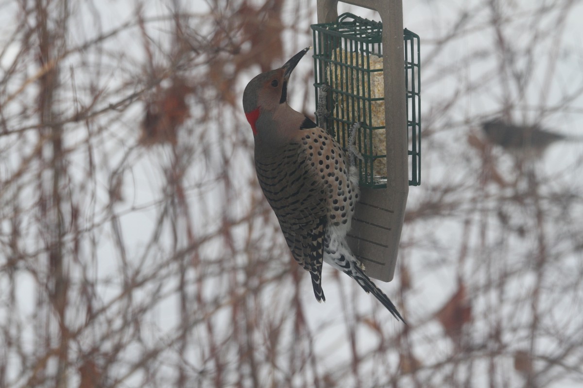 Northern Flicker - ML646986606
