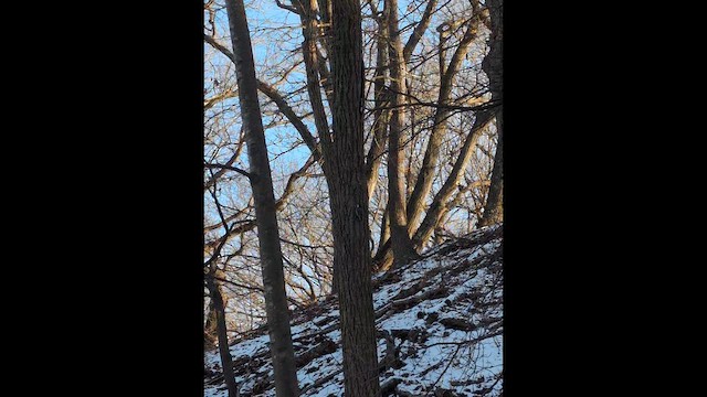 Sittelle à poitrine blanche - ML646986614