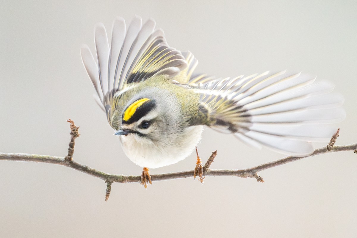 Golden-crowned Kinglet - ML646986616