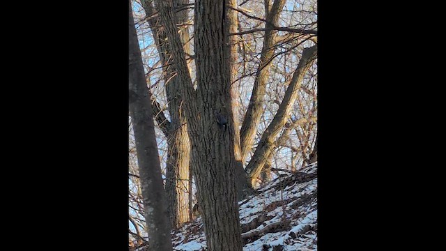 Sittelle à poitrine blanche - ML646986618