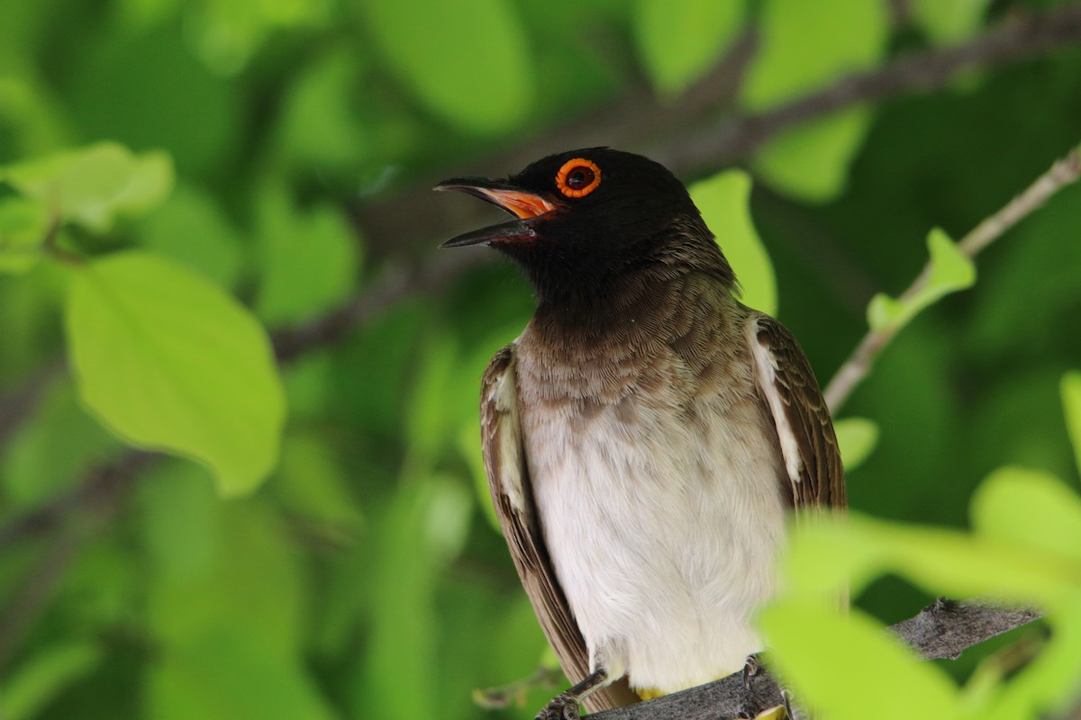 Black-fronted Bulbul - ML646986621