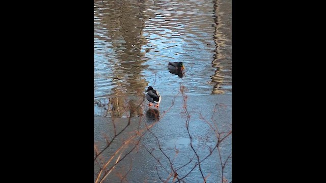 Yeşilbaş - ML646986623