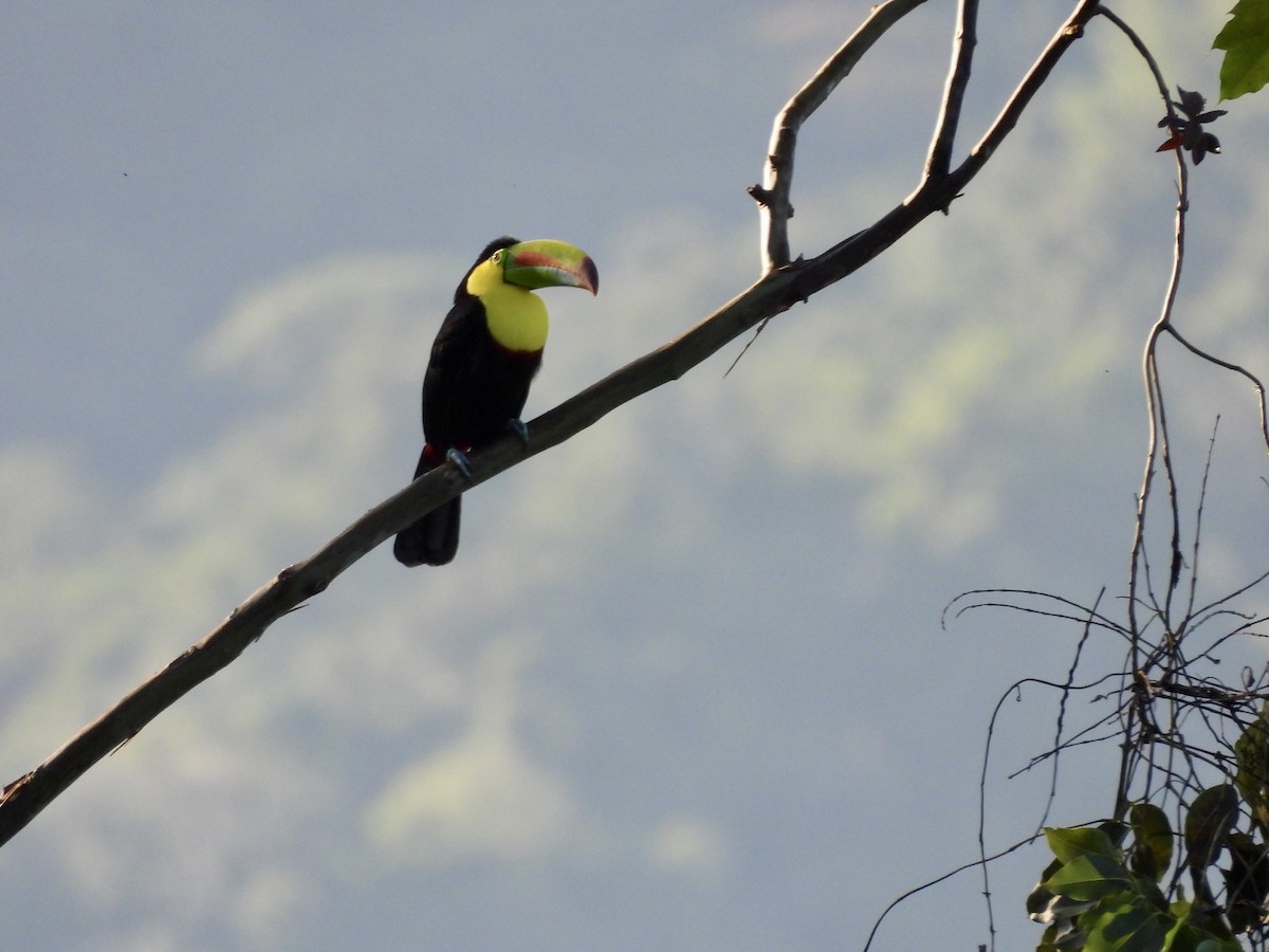 Keel-billed Toucan - ML646986624