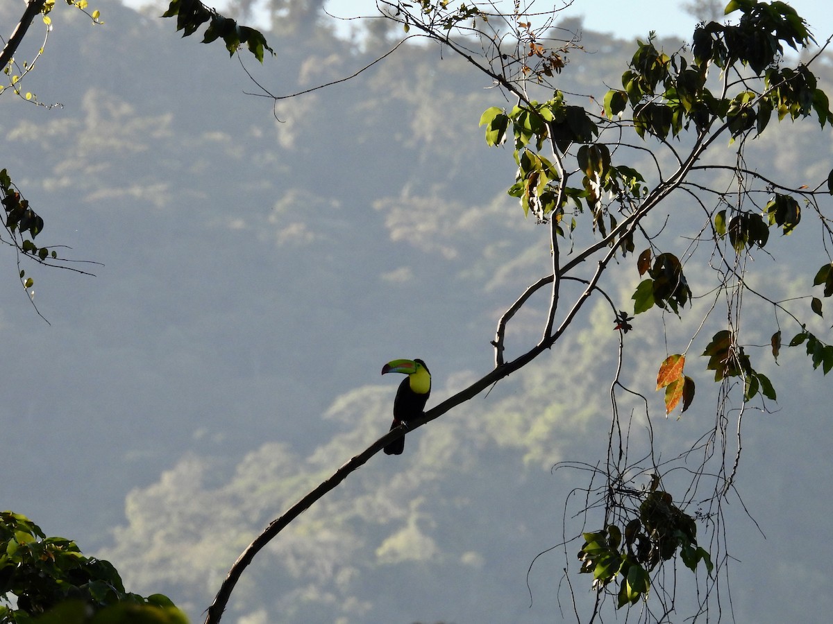 Keel-billed Toucan - ML646986625