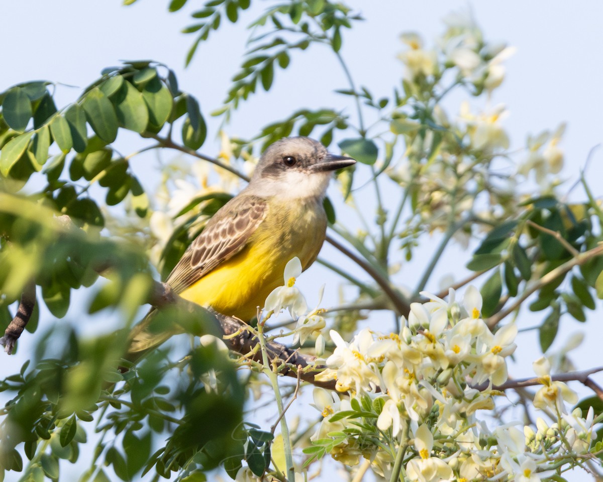 Tropical Kingbird - ML646986626