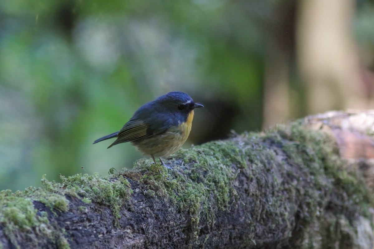 Snowy-browed Flycatcher - ML646986627