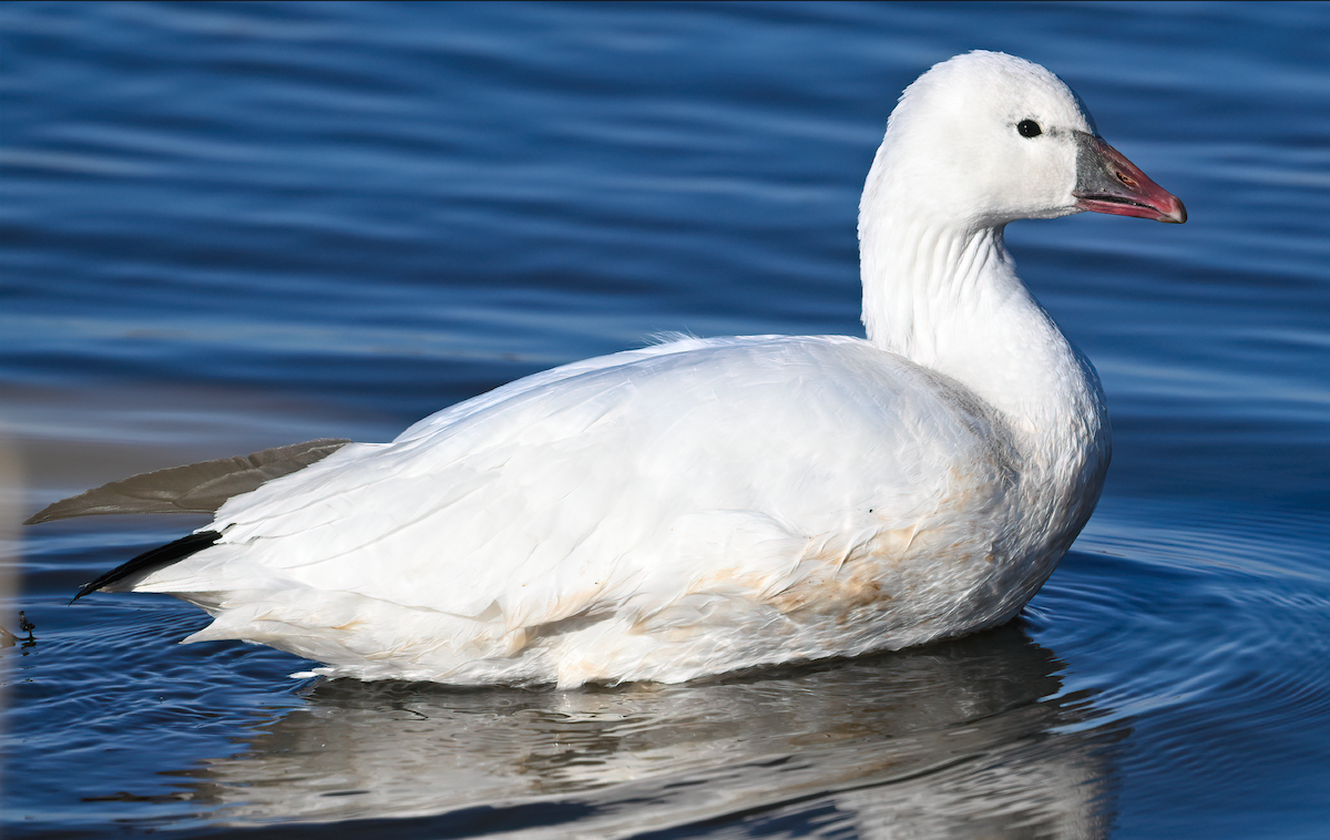 Ross's Goose - ML646986632