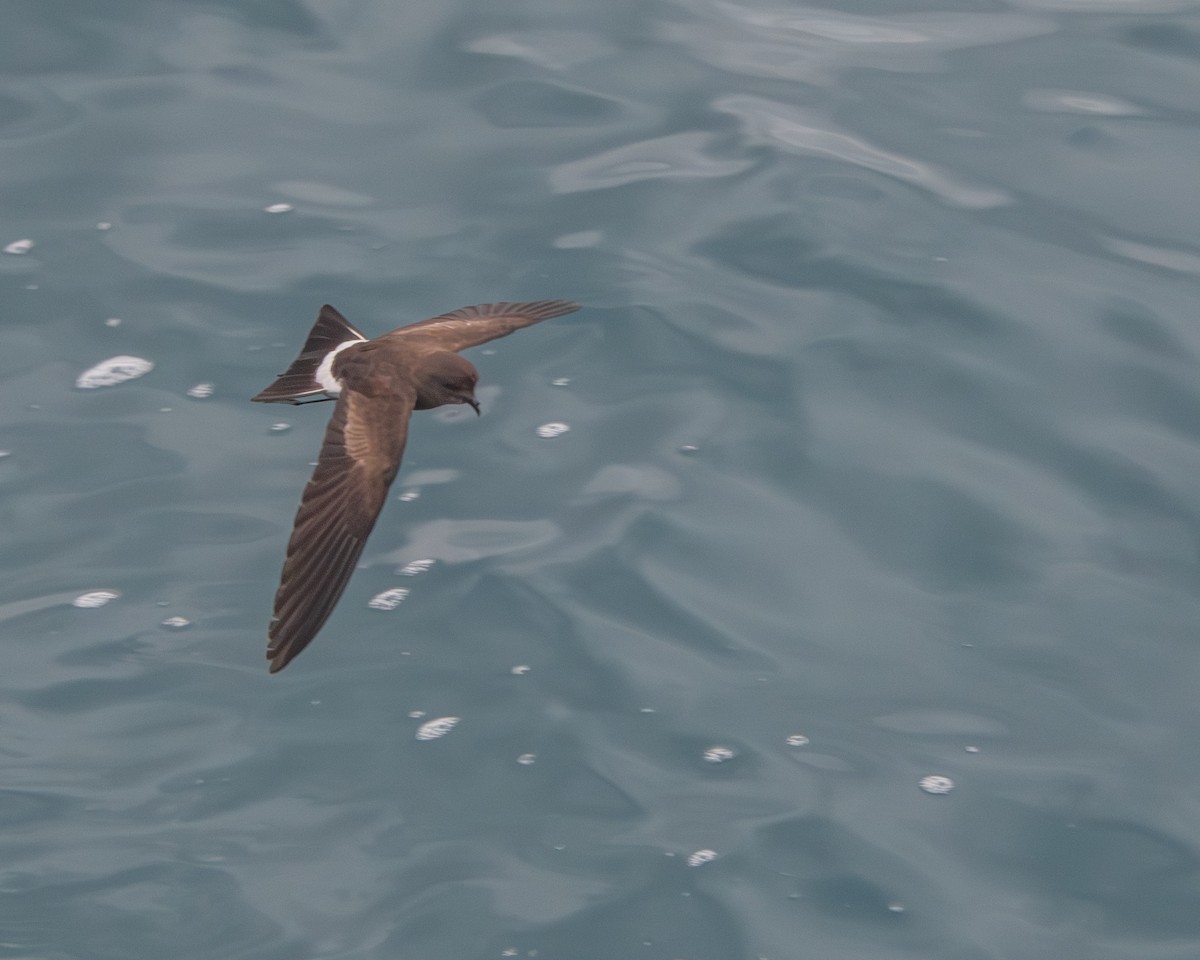 Elliot's Storm-Petrel - ML646986633