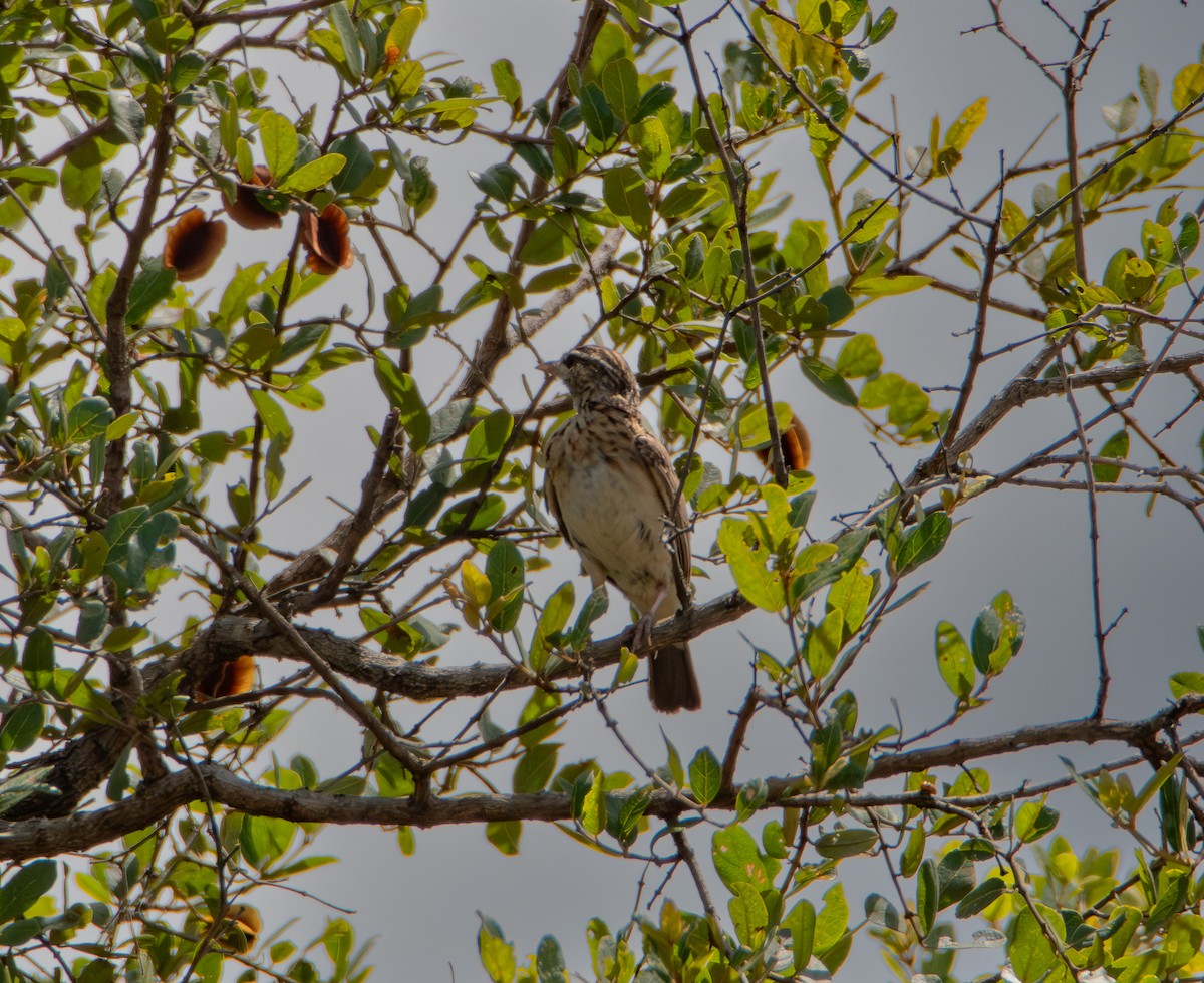 ハヤシヤブヒバリ - ML646986638